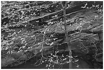 Close-up of tree in autumn foliage and rock wall, Long Canyon. Grand Staircase Escalante National Monument, Utah, USA ( black and white)