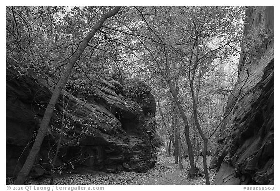 Trees in narrow side canyon of Long Canyon. Grand Staircase Escalante National Monument, Utah, USA (black and white)