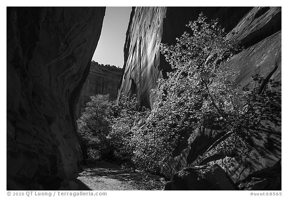 Narrow side canyon of Long Canyon sunlit with trees. Grand Staircase Escalante National Monument, Utah, USA (black and white)