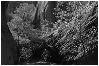 Sunlit trees in narrow canyon, Long Canyon. Grand Staircase Escalante National Monument, Utah, USA ( black and white)