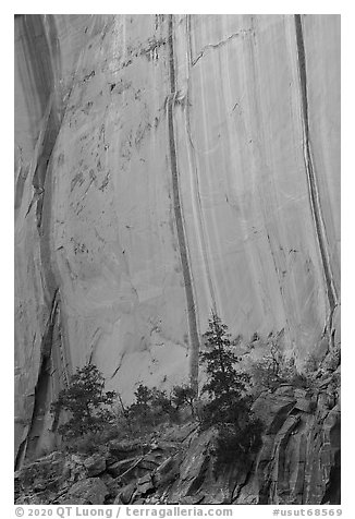 Trees and cliff with desert varnish in Kayenta Sandstone, Long Canyon. Grand Staircase Escalante National Monument, Utah, USA (black and white)