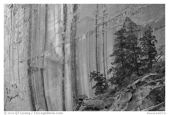 Desert varnish striations and pine trees, Long Canyon. Grand Staircase Escalante National Monument, Utah, USA (black and white)