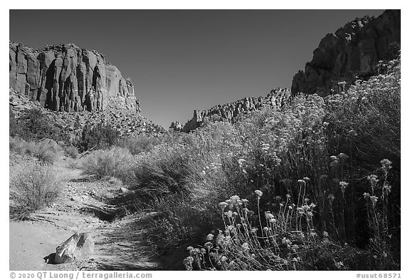 Blooms and wash in Long Canyon. Grand Staircase Escalante National Monument, Utah, USA (black and white)