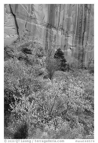 Trees in fall foliage and cliffs with desert varnish, Long Canyon. Grand Staircase Escalante National Monument, Utah, USA (black and white)