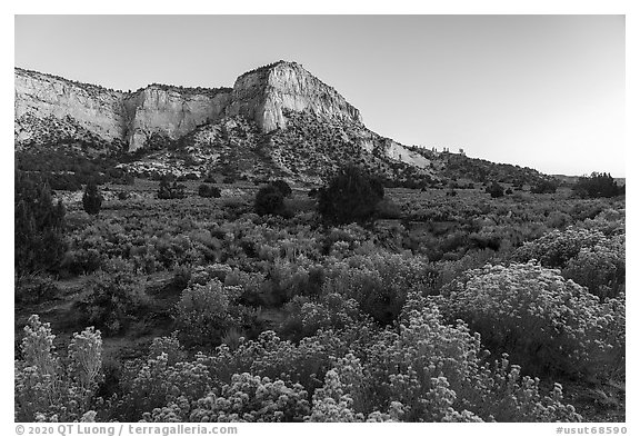 Blooms and sandstone walls, Johnson Canyon. Grand Staircase Escalante National Monument, Utah, USA (black and white)