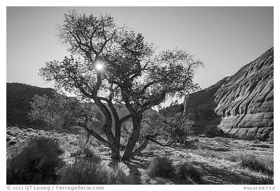 Cottonwood and sun. Paria Canyon Vermilion Cliffs Wilderness, Arizona, USA (black and white)
