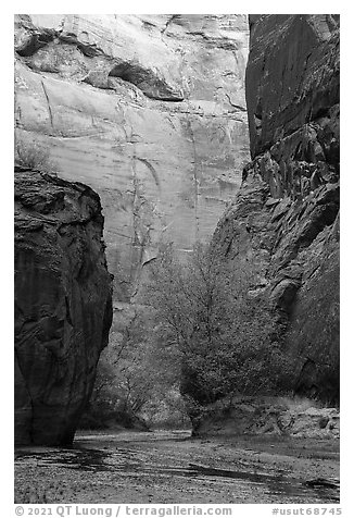 Trees and canyon walls, Buckskin Gulch. Paria Canyon Vermilion Cliffs Wilderness, Arizona, USA (black and white)