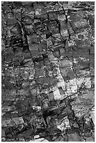Petrified wood, Escalante Petrified Forest State Park. Utah, USA ( black and white)