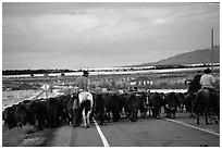 Cowboys escorting cattle. Utah, USA (black and white)