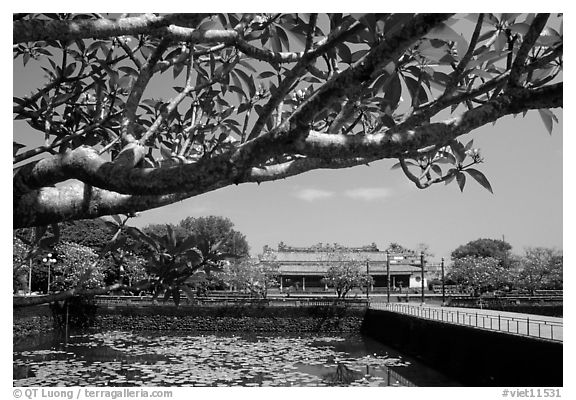 Plumeria tree, lotus pond, Thai Hoa palace (palace of supreme peace), citadel. Hue, Vietnam