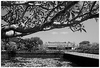 Plumeria tree, lotus pond, Thai Hoa palace (palace of supreme peace), citadel. Hue, Vietnam (black and white)