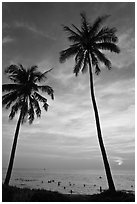 Palm trees and people in water at sunset. Phu Quoc Island, Vietnam (black and white)