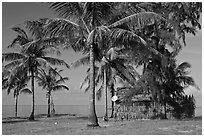 Palm trees, hut with satellite dish. Phu Quoc Island, Vietnam (black and white)