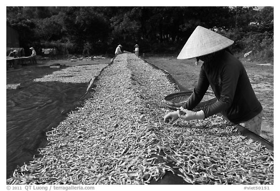 Woman sorting dried fish. Phu Quoc Island, Vietnam (black and white)