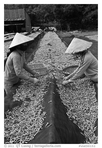 Women picking up dried anchovies. Phu Quoc Island, Vietnam