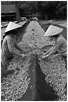 Women picking up dried anchovies. Phu Quoc Island, Vietnam (black and white)
