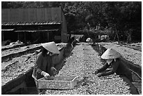 Dry fish processing. Phu Quoc Island, Vietnam (black and white)