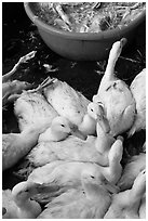 Ducks slaughtered for soup, Duong Dong. Phu Quoc Island, Vietnam ( black and white)