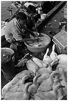 Men preparing ducks, Duong Dong. Phu Quoc Island, Vietnam ( black and white)
