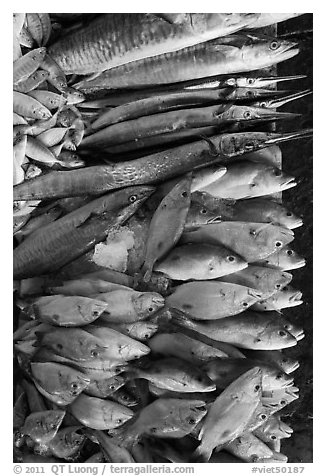Close-up of fish for sale, Duong Dong. Phu Quoc Island, Vietnam (black and white)