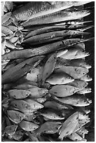 Close-up of fish for sale, Duong Dong. Phu Quoc Island, Vietnam ( black and white)