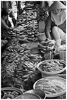 Fish for sale at public market, Duong Dong. Phu Quoc Island, Vietnam ( black and white)