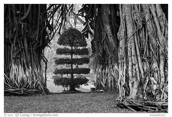 Banyan trees framing a topiary tree in park. Ho Chi Minh City, Vietnam (black and white)