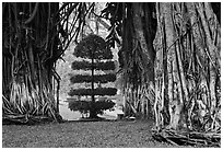 Banyan trees framing a topiary tree in park. Ho Chi Minh City, Vietnam ( black and white)
