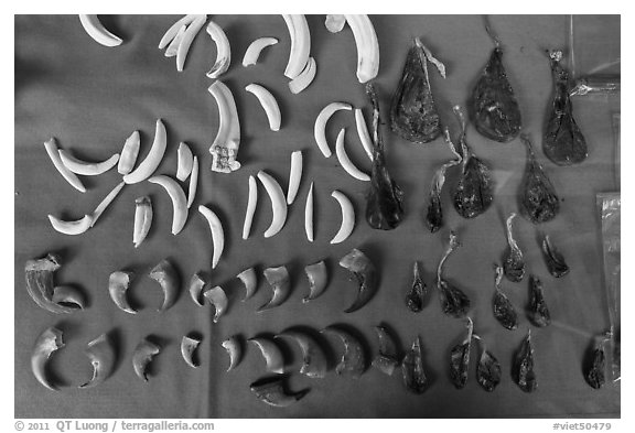 Close-up of animal parts for sale in traditional medicine shop. Cholon, Ho Chi Minh City, Vietnam (black and white)