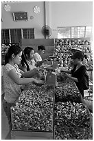 Women packing coconut candy for sale. Ben Tre, Vietnam (black and white)