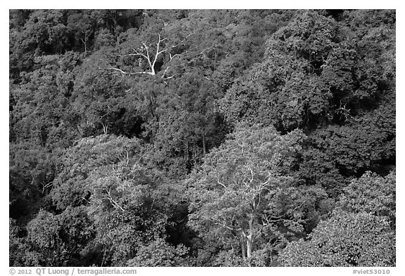 Tropical forest canopy. Ta Cu Mountain, Vietnam (black and white)