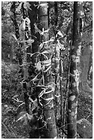 Multicolored ribbons on tree trunks. Ta Cu Mountain, Vietnam ( black and white)