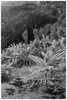 Tropical growth. Ta Cu Mountain, Vietnam (black and white)