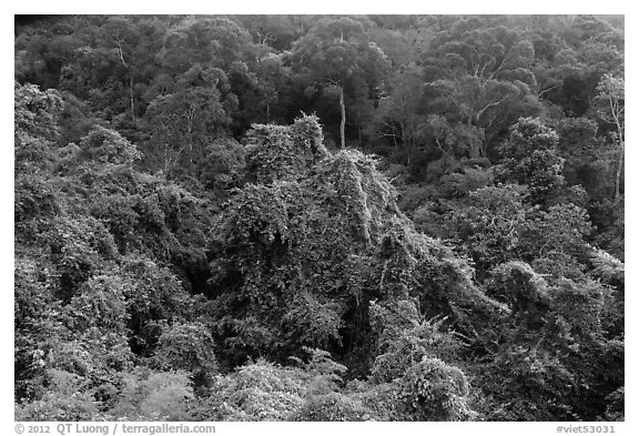 Tropical forest on hillside. Ta Cu Mountain, Vietnam (black and white)