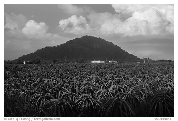 Dragon fruit field and hill south of Phan Thiet. Vietnam (black and white)