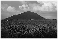 Dragon fruit field and hill south of Phan Thiet. Vietnam (black and white)