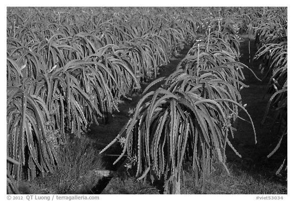 Rows of Dragon fruit cacti. Vietnam (black and white)