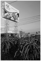 Field of pitaya (Thanh Long) and sign advertising them. Vietnam (black and white)