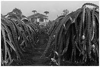 Pitahaya (Thanh Long) grown commercially. Vietnam (black and white)