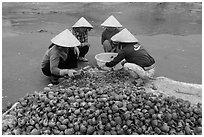 Women crushing shells to extract eddible part. Mui Ne, Vietnam ( black and white)