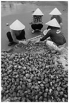 Women processing shells on beach. Mui Ne, Vietnam ( black and white)