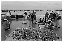 Freshly harvested shells on beach with backdrop of fishing boats. Mui Ne, Vietnam ( black and white)