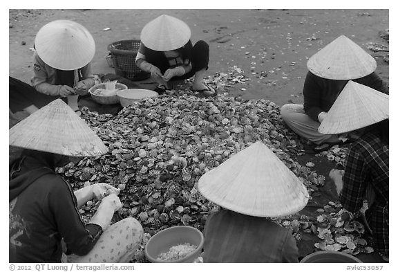 Women in conical hats processing pile of scallops. Mui Ne, Vietnam (black and white)
