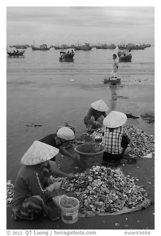 Women process scallops on beach harbor. Mui Ne, Vietnam (black and white)