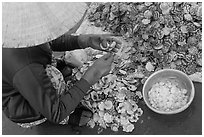 Woman extracting meat from scallops. Mui Ne, Vietnam ( black and white)