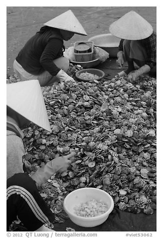 Processing fresh scallops by hand on the beach. Mui Ne, Vietnam (black and white)