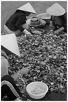 Processing fresh scallops by hand on the beach. Mui Ne, Vietnam ( black and white)