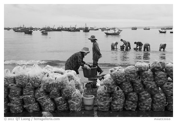 Shells packed for sale on beach, Lang Chai. Mui Ne, Vietnam (black and white)