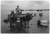 Bullock cart on fishing beach. Mui Ne, Vietnam ( black and white)