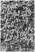Yellow cocoons of silk worms. Hoi An, Vietnam (black and white)